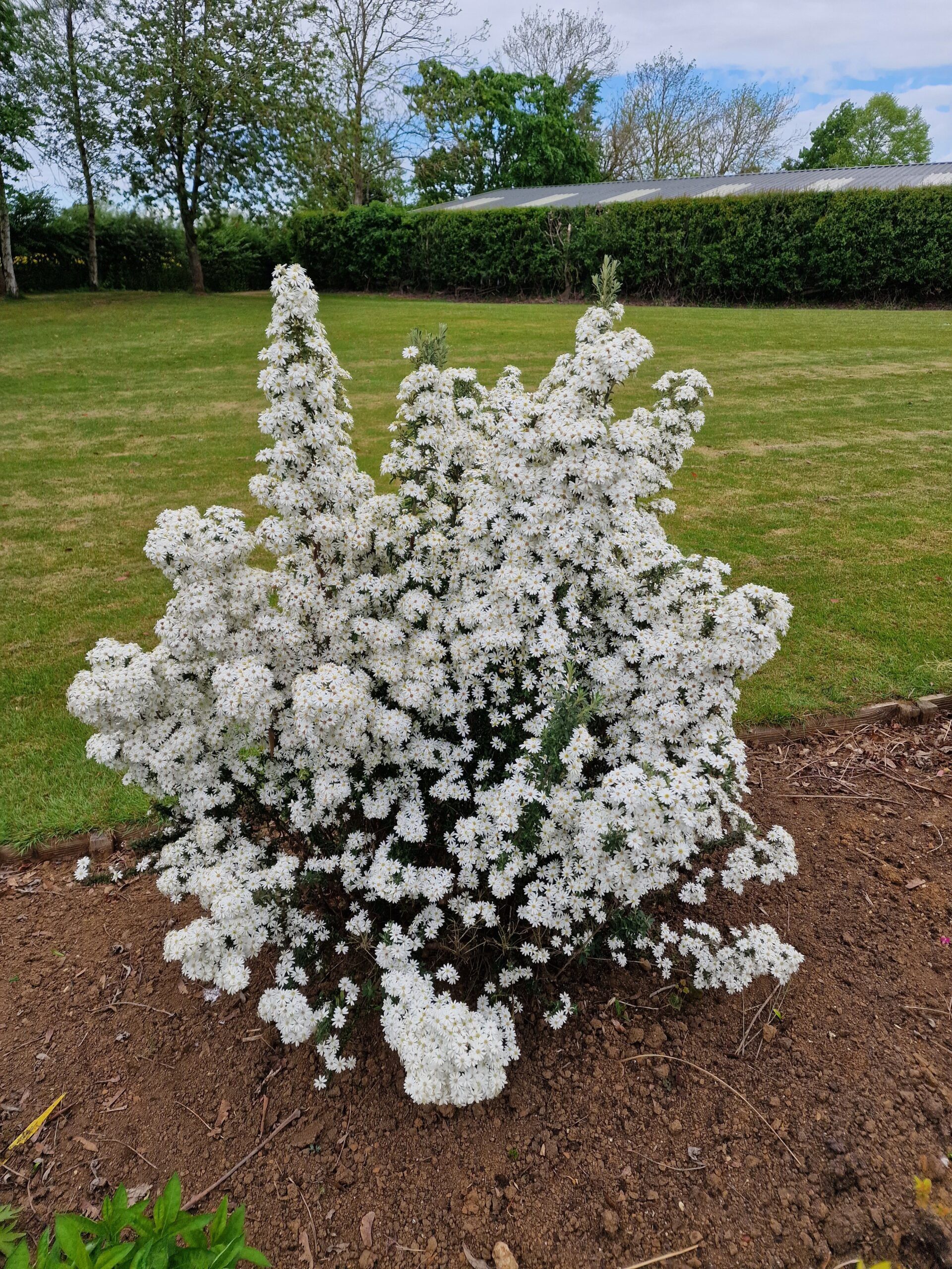 Olearia Spring Bling 23 scaled 7c2e1568
