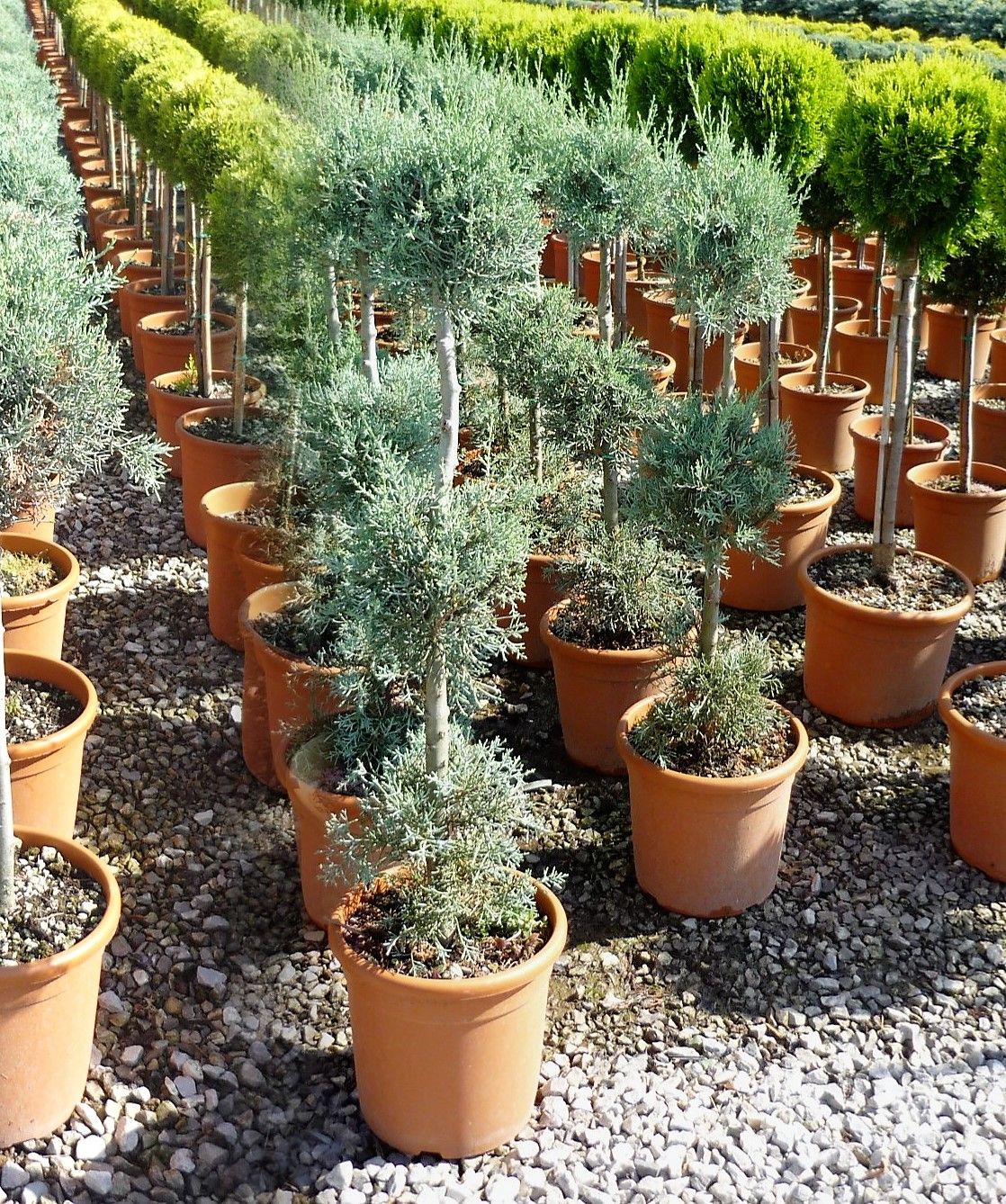 1624377610 cupressus arizonica fastigiata pag.160 7d5c2a93