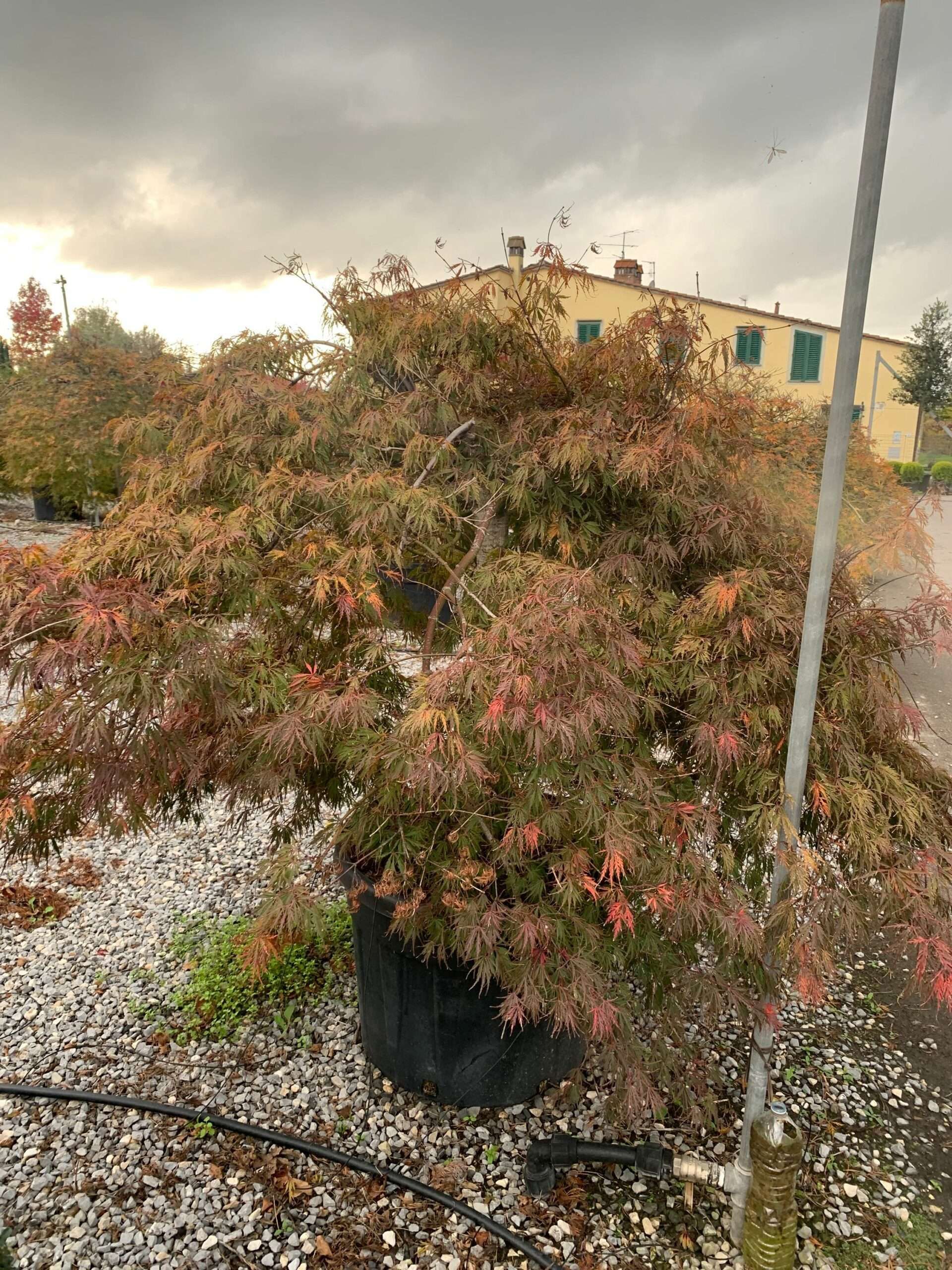 1635947895 scaled 7d6685c5