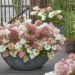 HYDRANGEA paniculata 'Groundbreaker ® Blush'