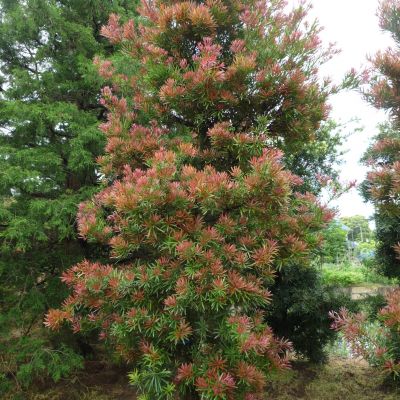 PODOCARPUS macrophyllus 'Mood Ring'
