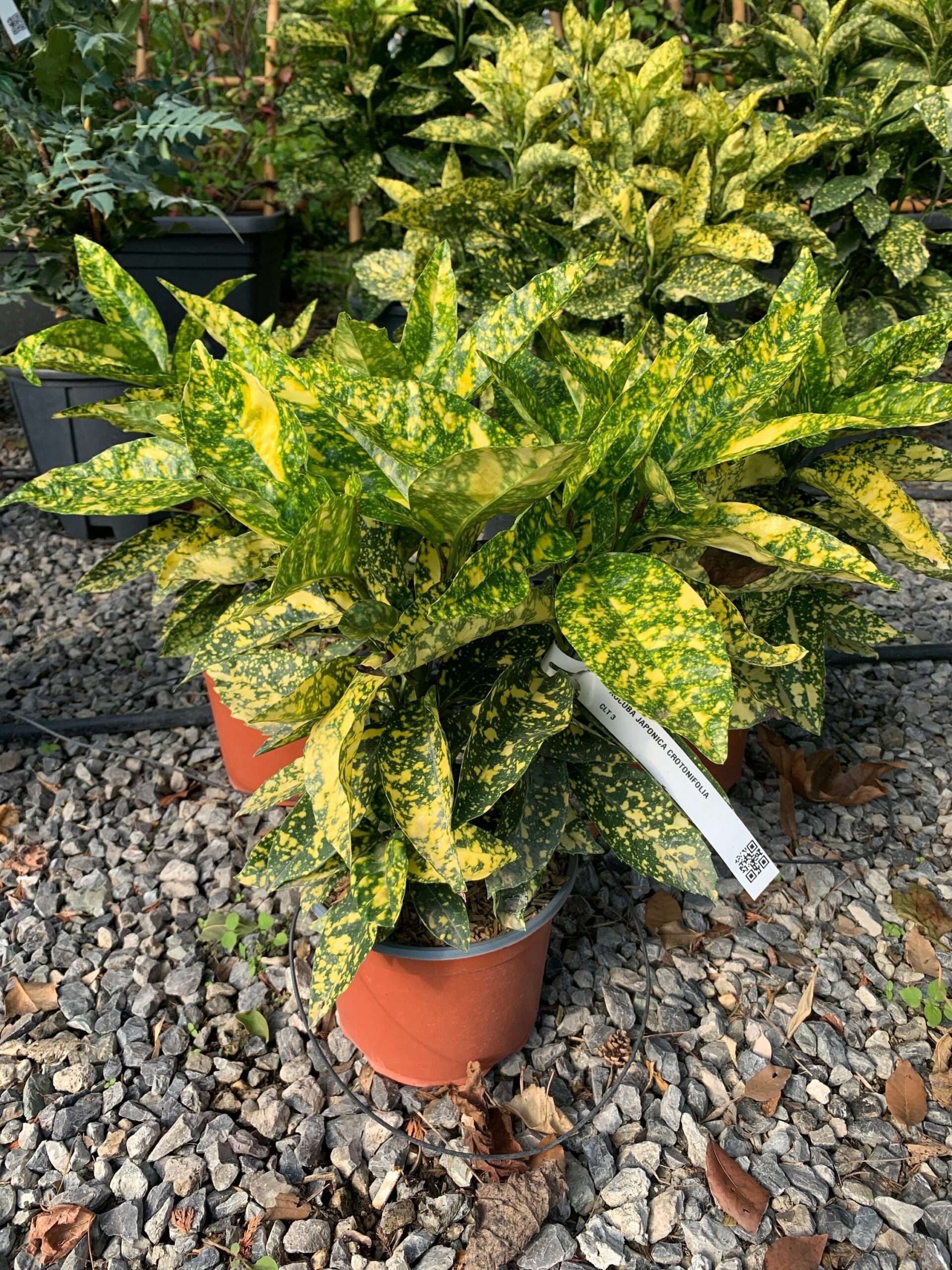 1634633274 scaled 7fb409b5