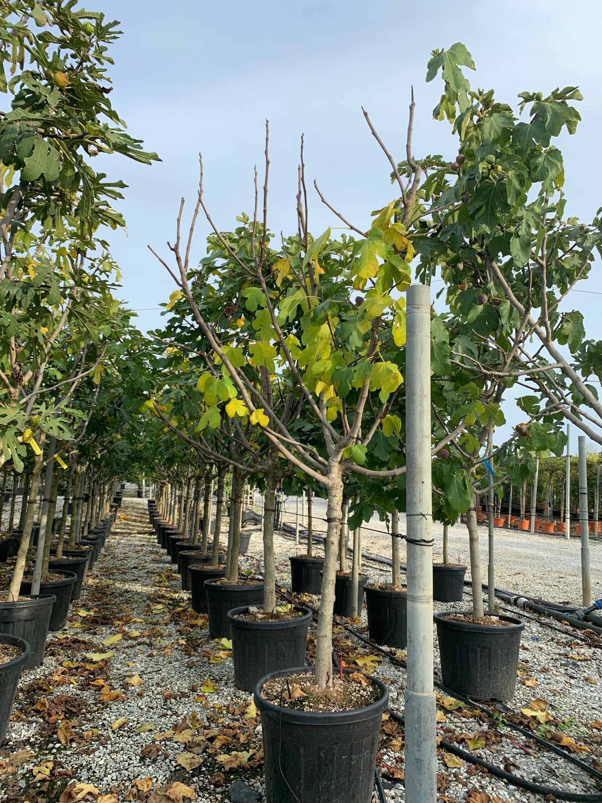 1635173453 scaled 7fbfa4d2