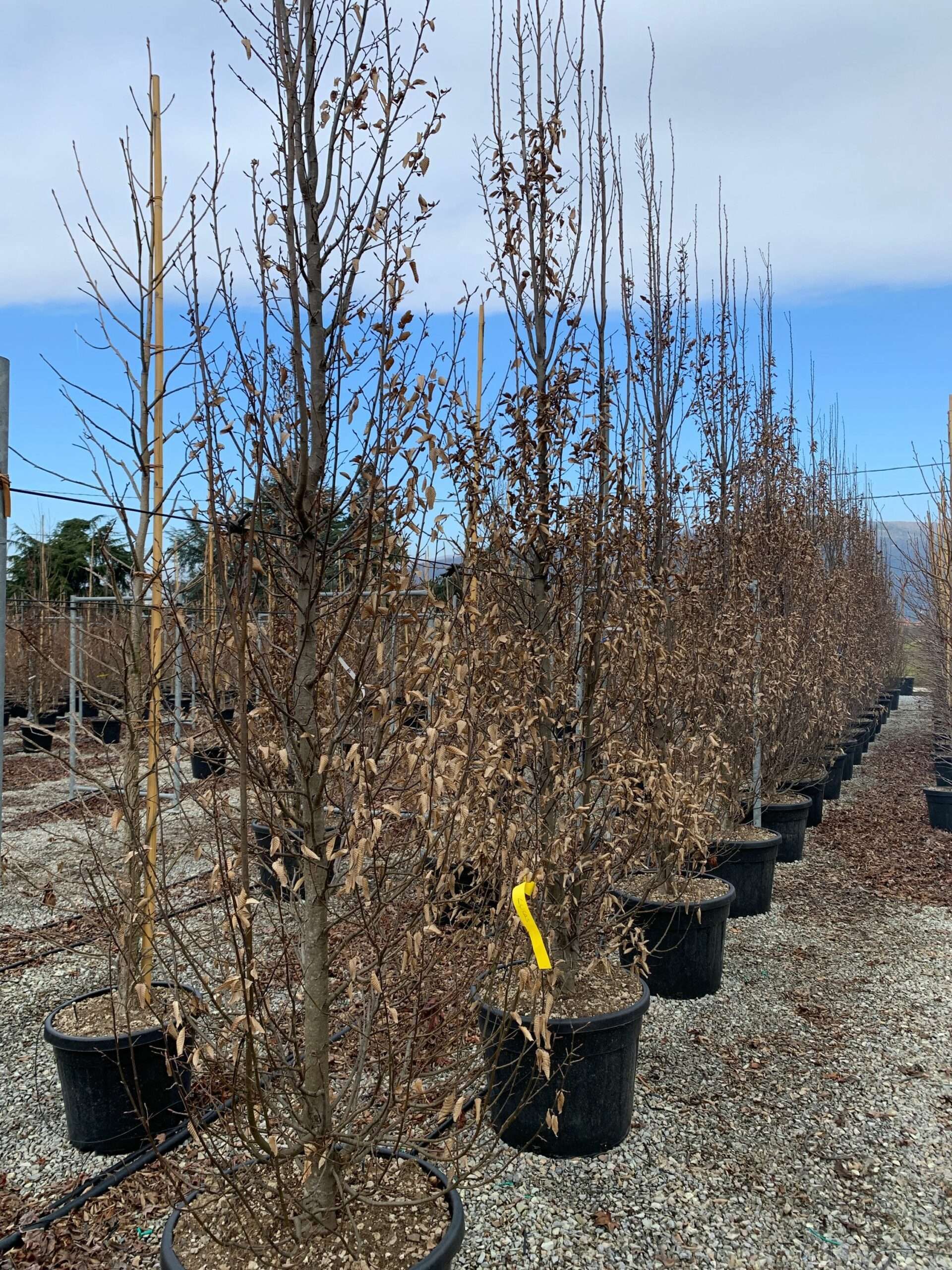 1644404063 scaled 7f98d9df