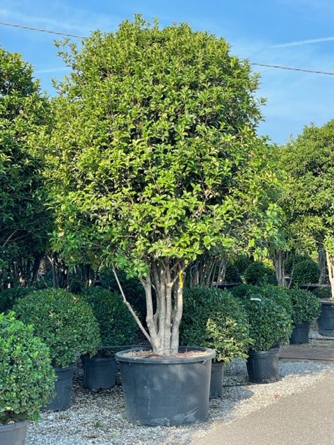 1661591187 OSMANTHUS FORTUNEI 3 3.50 7f843b46