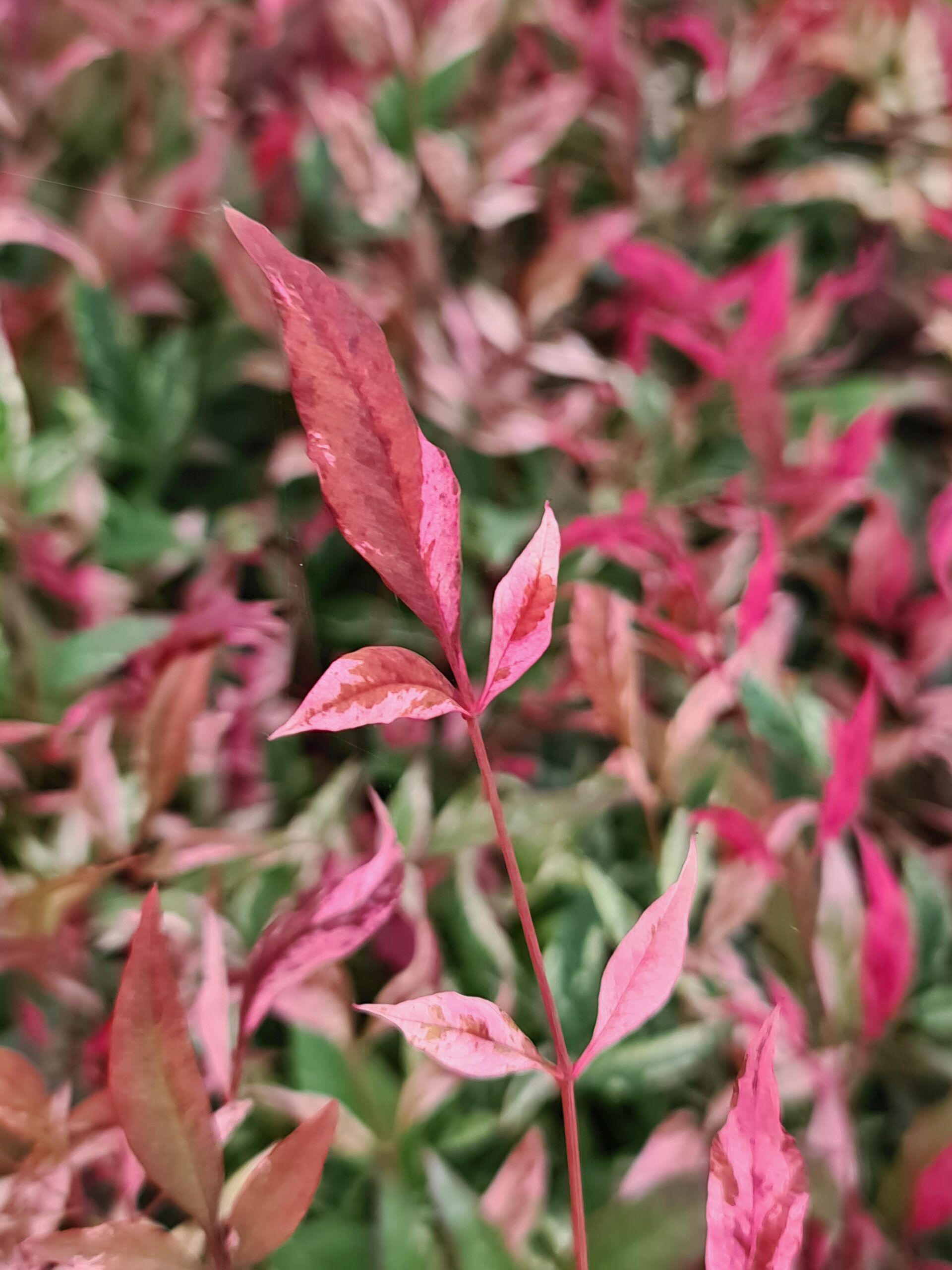 nadreli Nandina Red Light Close up foliage scaled 7f7074cf