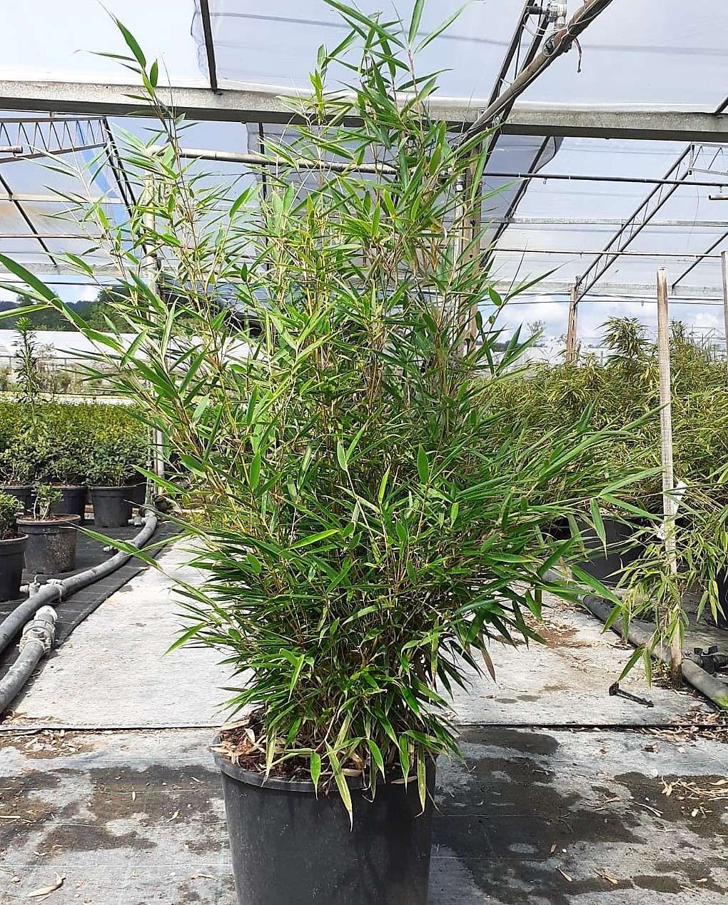 1633770977 Fargesia in varieties Clt 10 2 804ae121