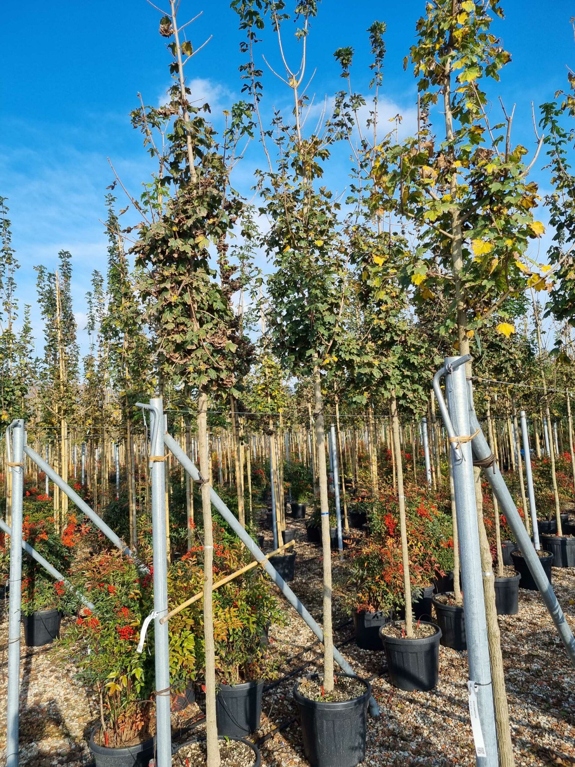 1668431794 scaled 8088a629