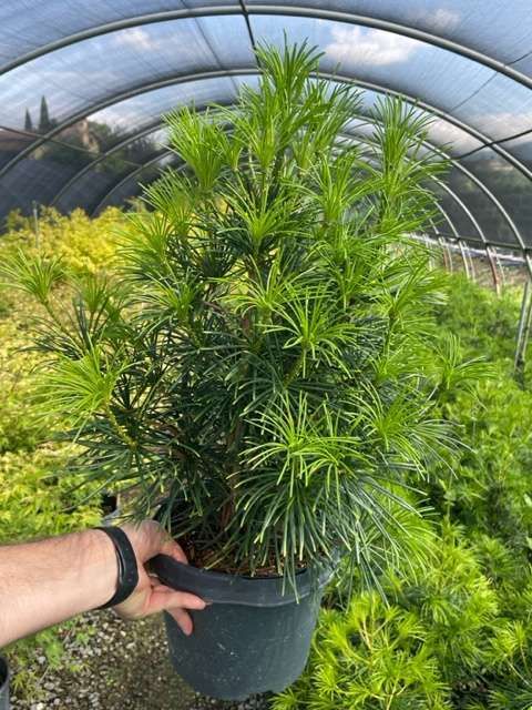 1685622095 Sciadopitis verticillata clt5 040 060 804f00b0