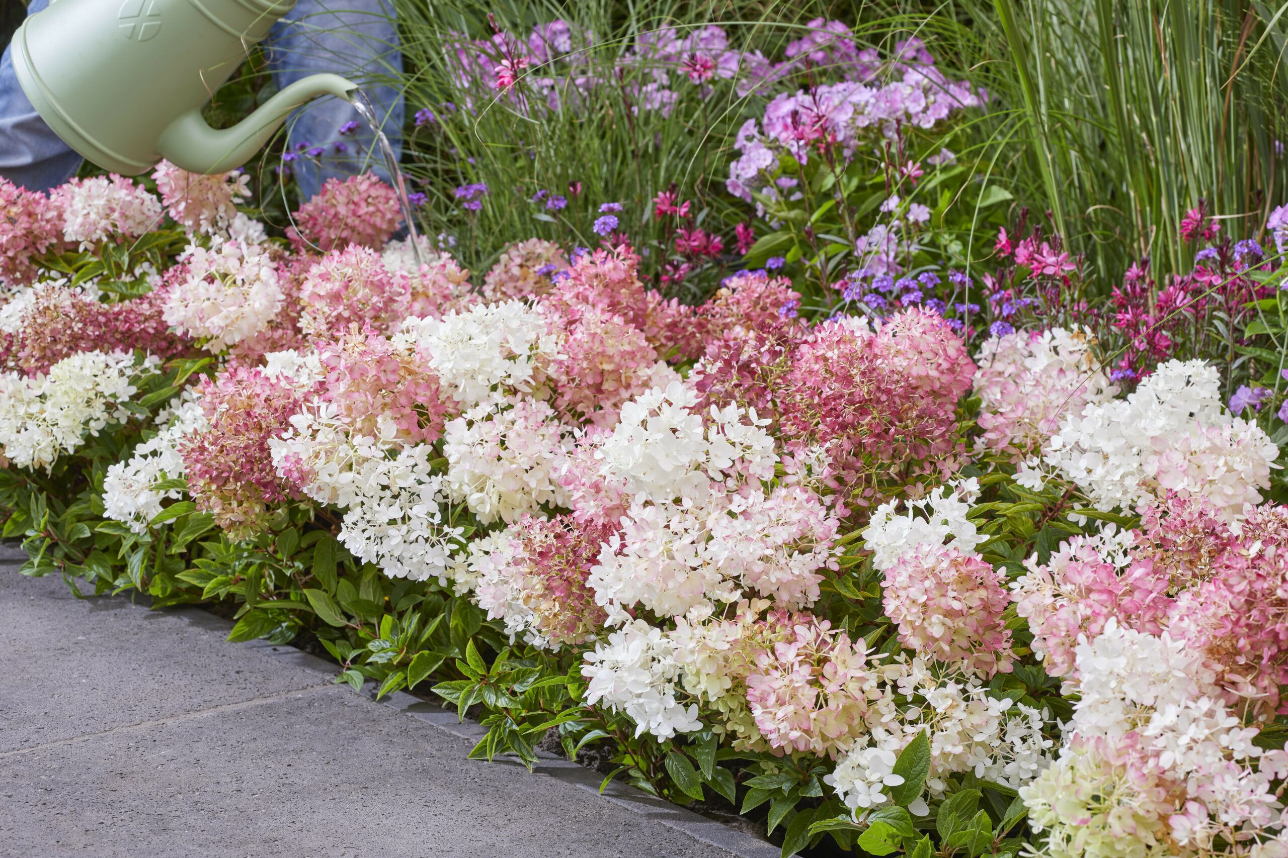 Hydrangea Groundbreaker 37 scaled 80bf7887