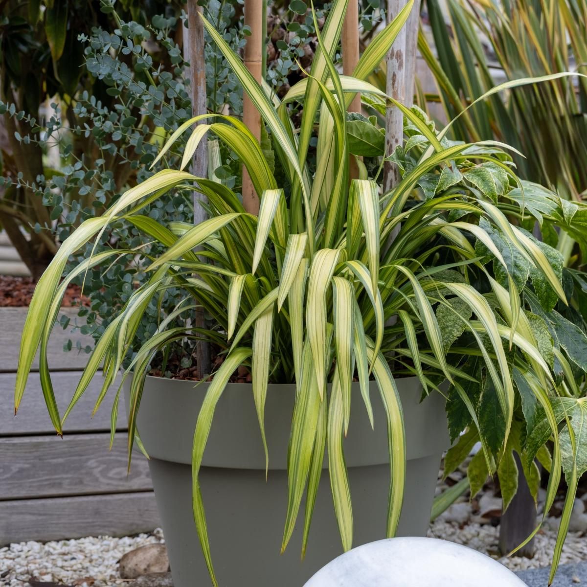 PHORMIUM tenax 'Lemon Spritzer' ®