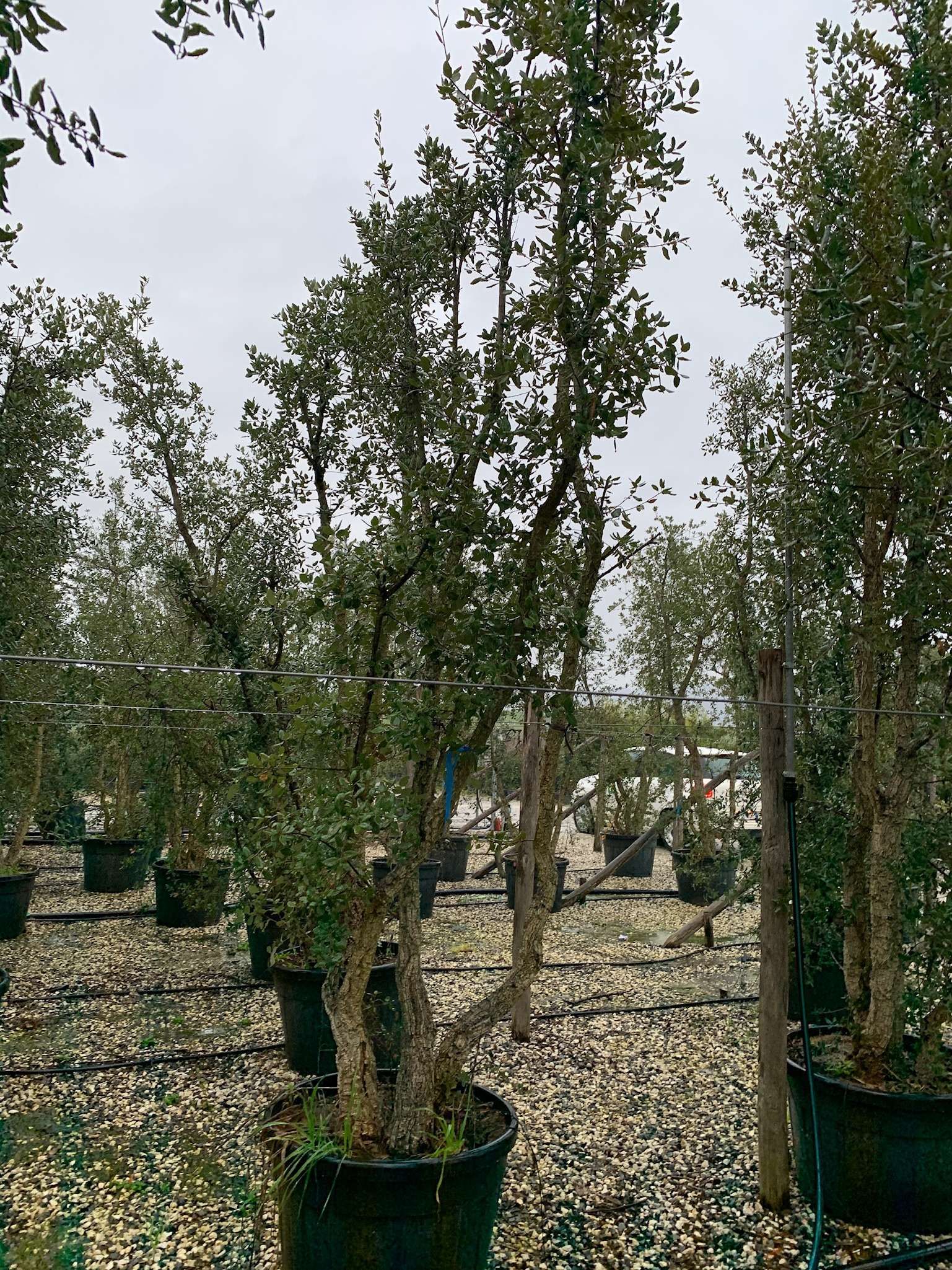 1603267732 1 81afba7f