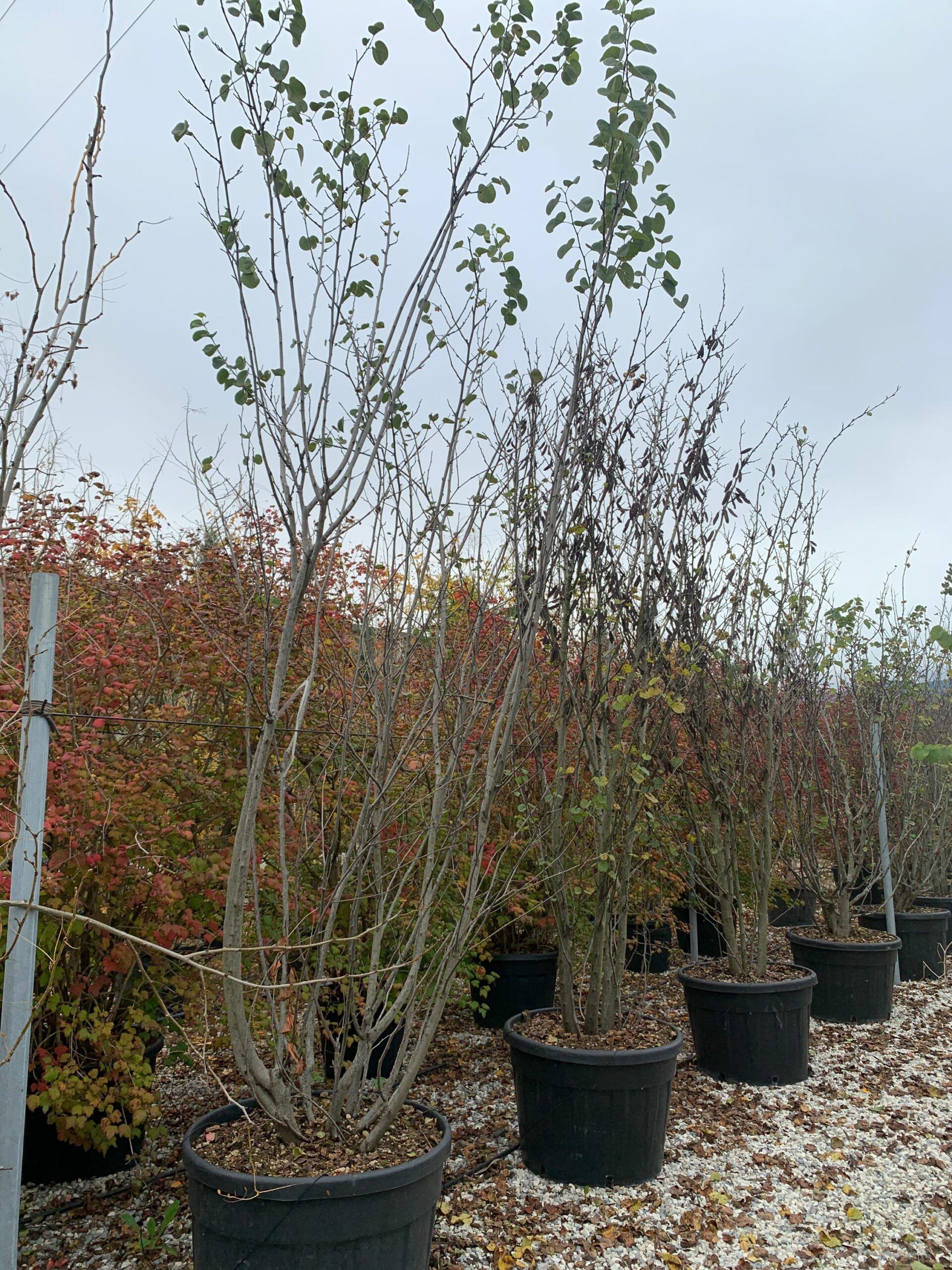 1636123300 scaled 81239203