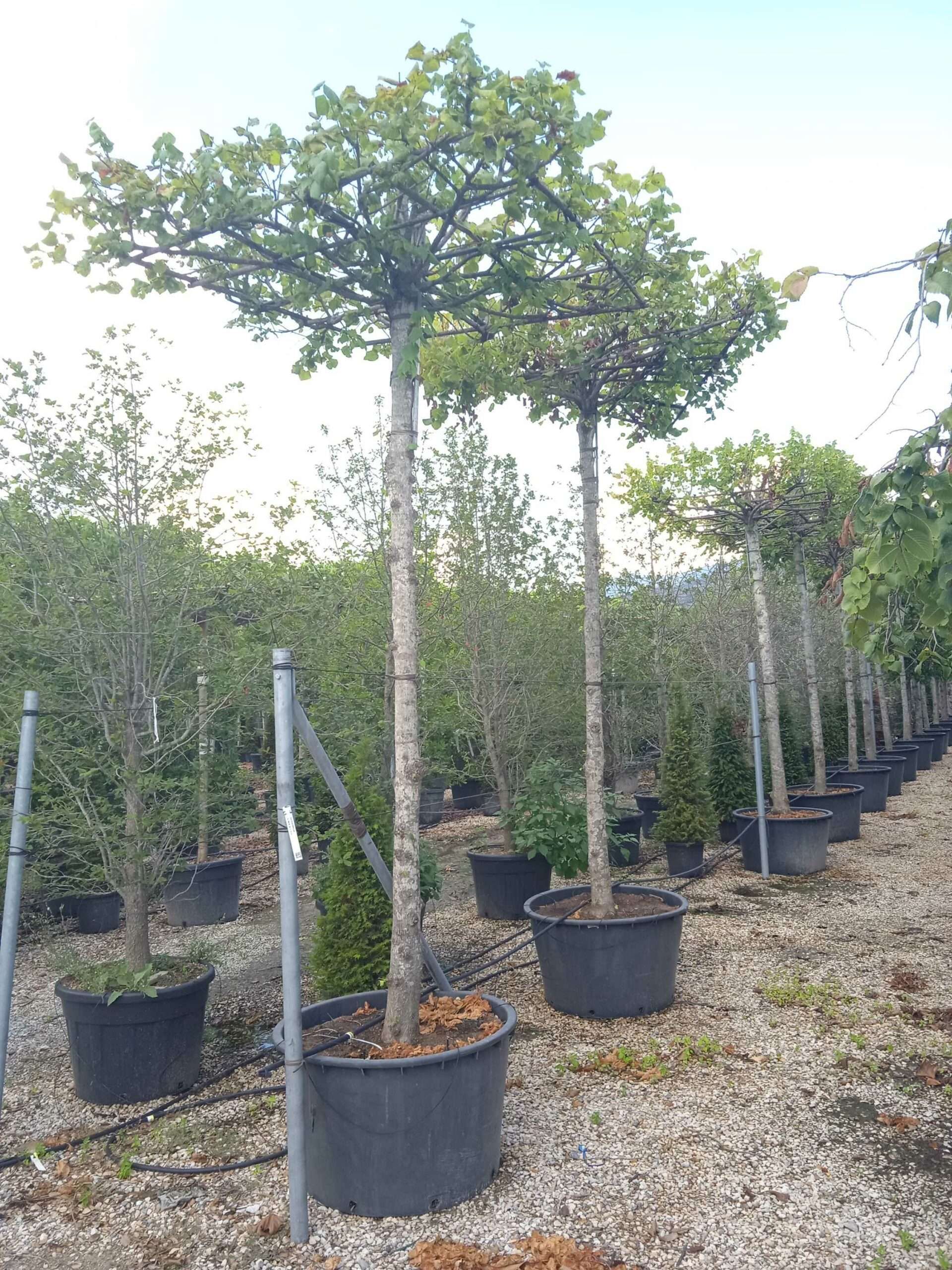 1661779323 scaled 818c99c4