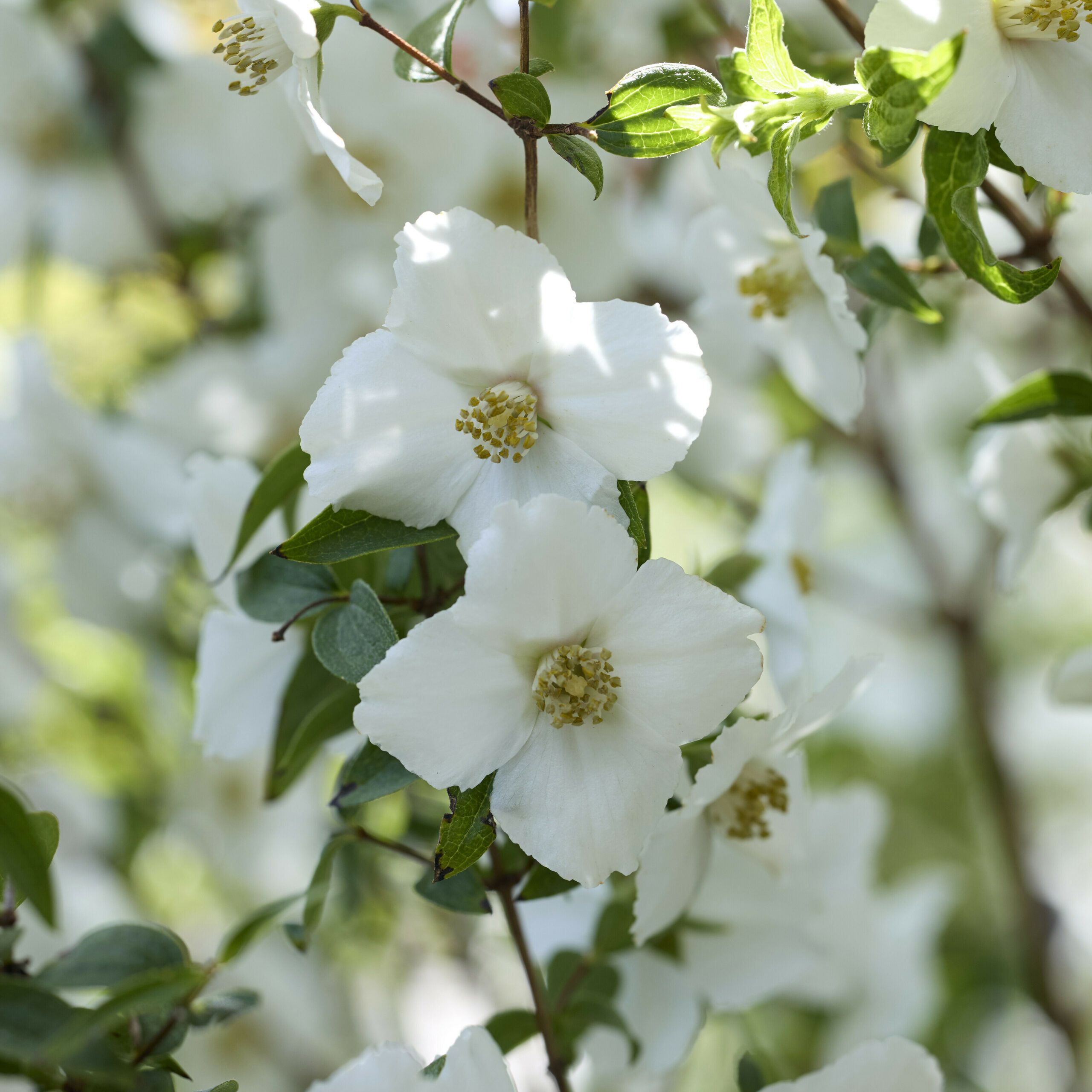 Philadelphus Petite Perfume White 10 scaled 813edc36