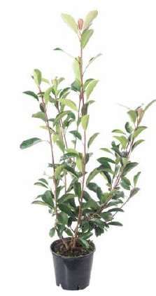 1614102039 phtfrrrc3 825d1895