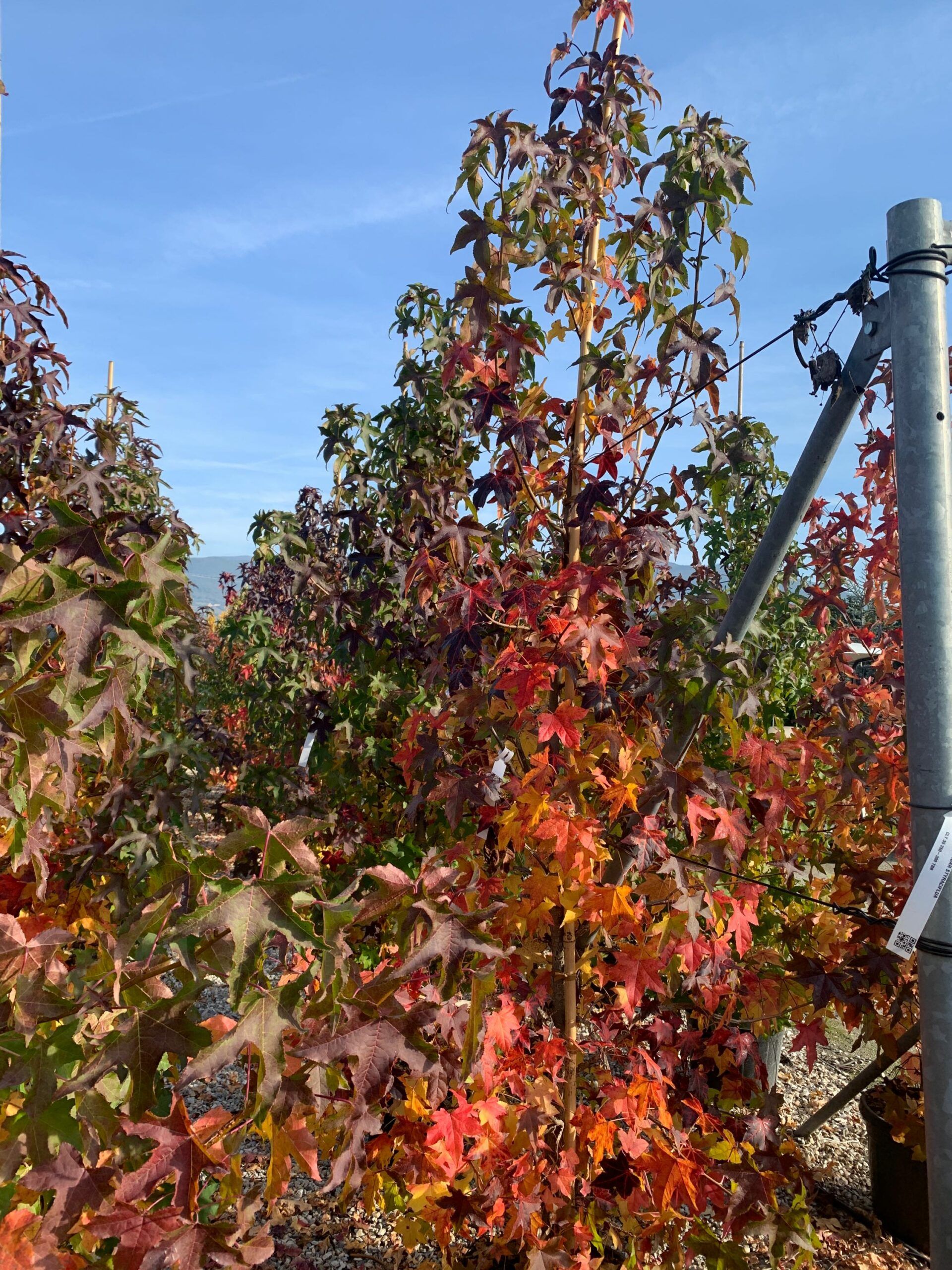 1635495247 scaled 82e5e0e0