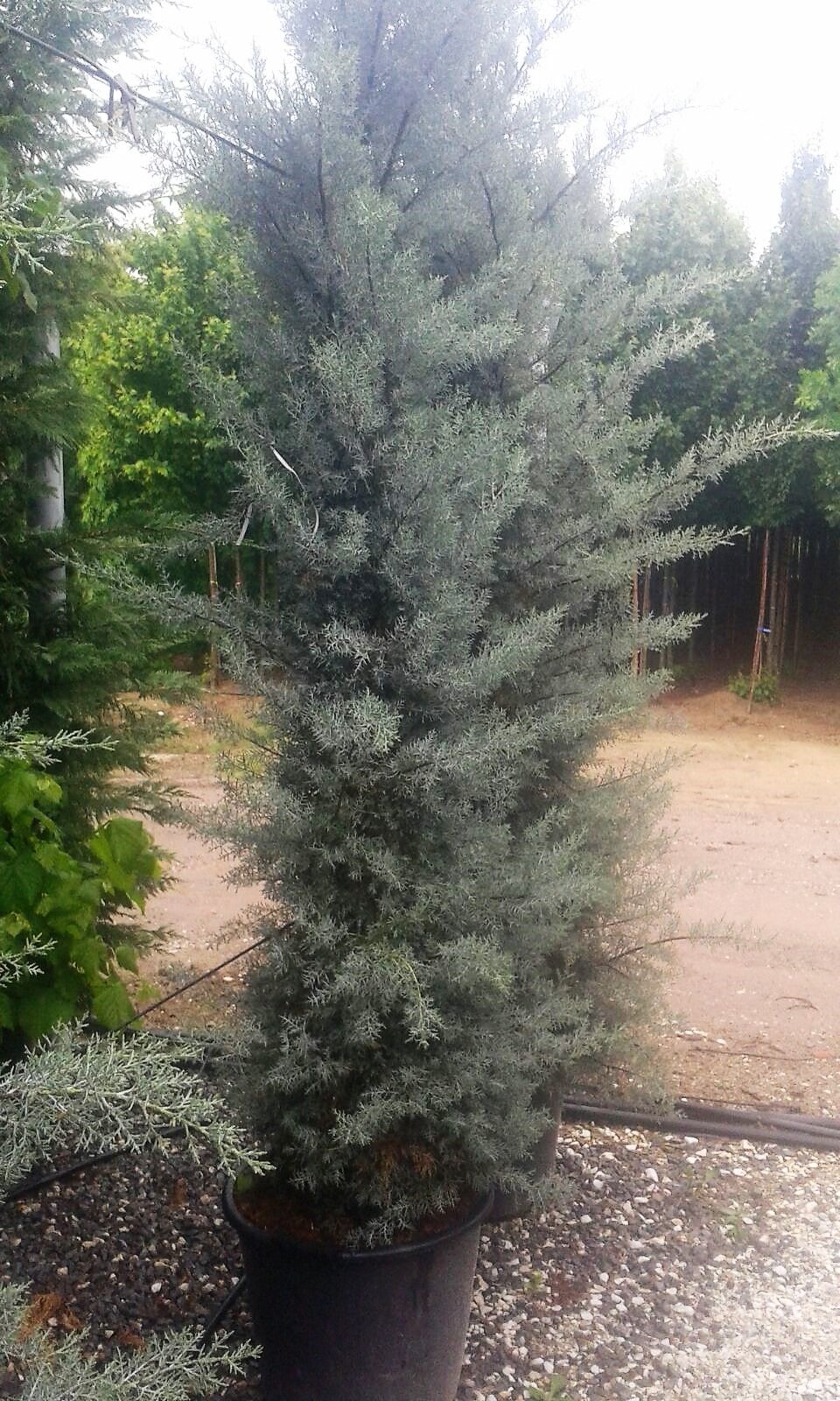 1637252972 Cupressus Ar. Fastigiata 200 250 82ba4943
