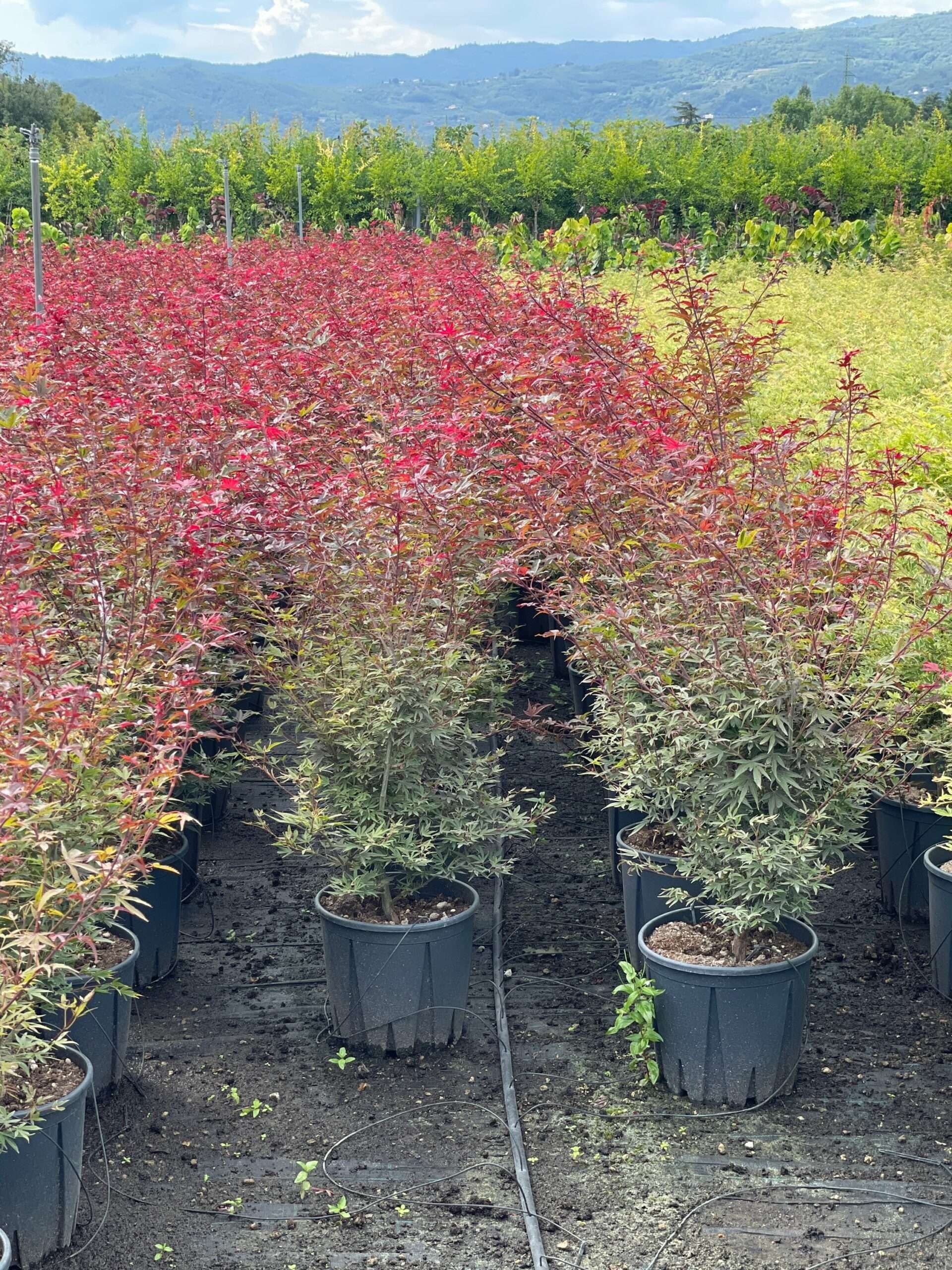 1661951403 scaled 82a793d4