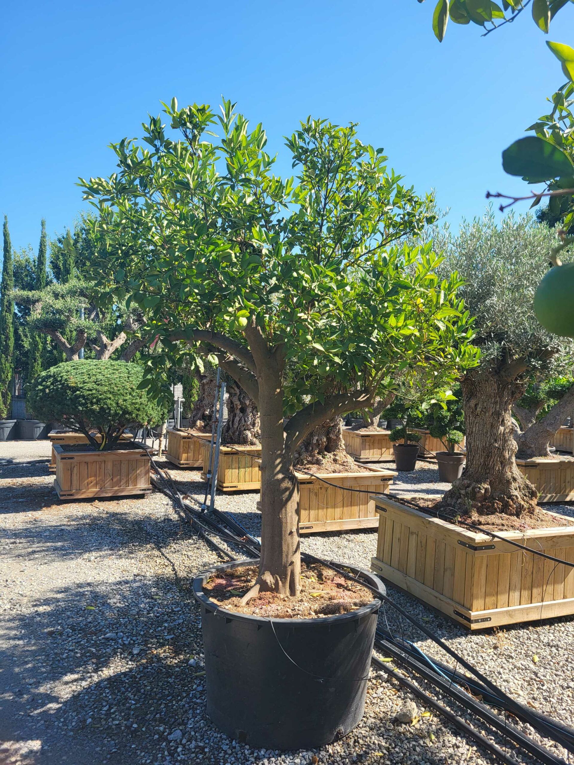 1691655548 scaled 825faaea