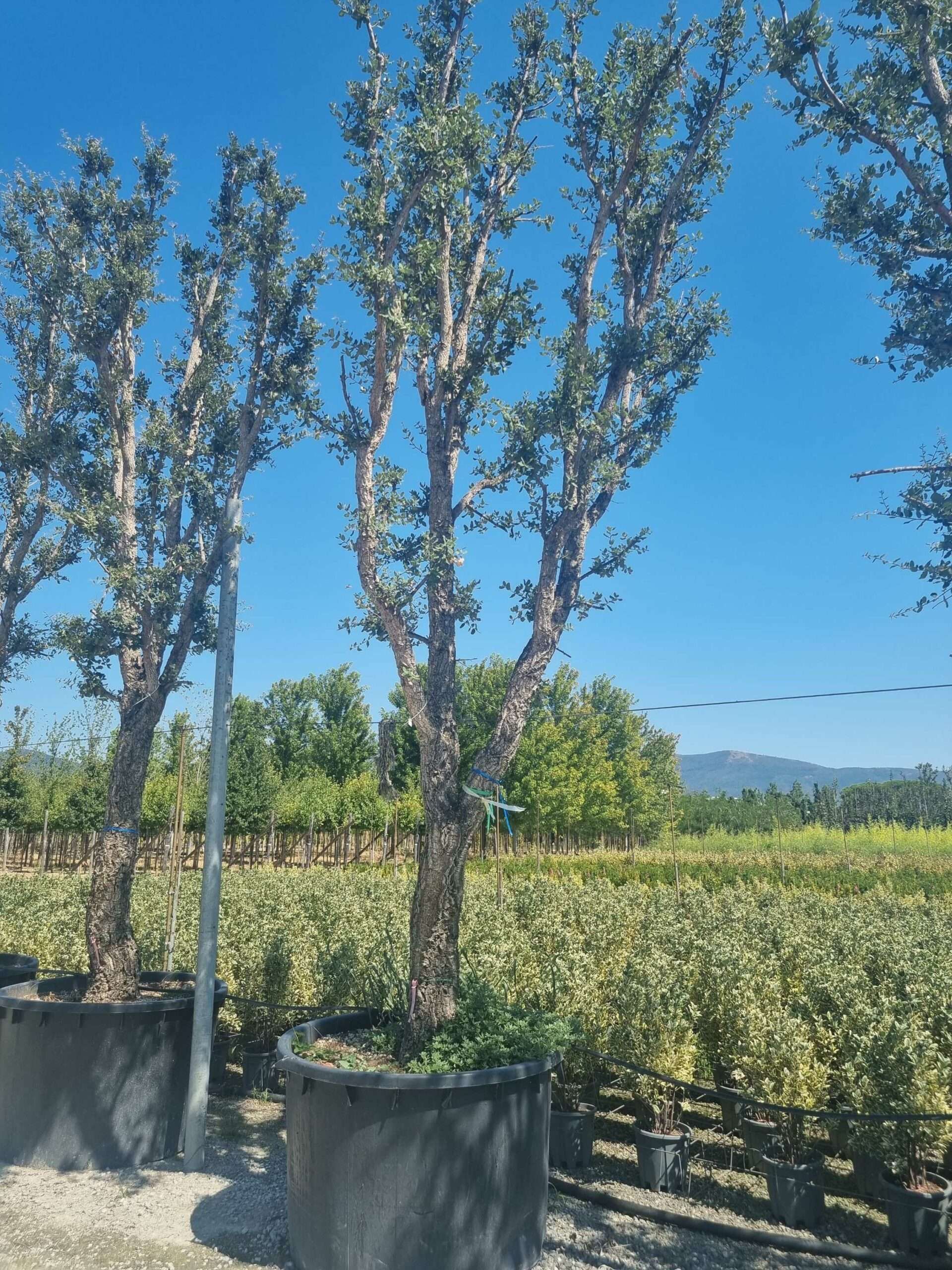 1692794204 scaled 82547615