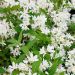 DEUTZIA 'Yuki Snowflake' ®
