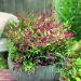 nadreli Nandina Red Light Patio 82c98047