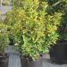 1610737814 euonimus aurea c10 8394c687