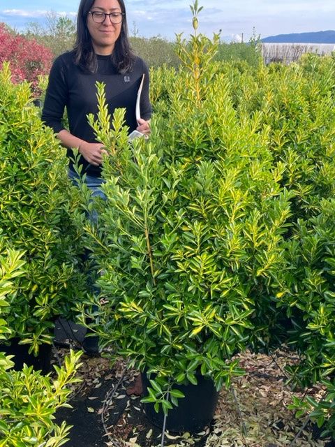 1682668605 Euonymus Aureopictus clt30 100 125 836704cb