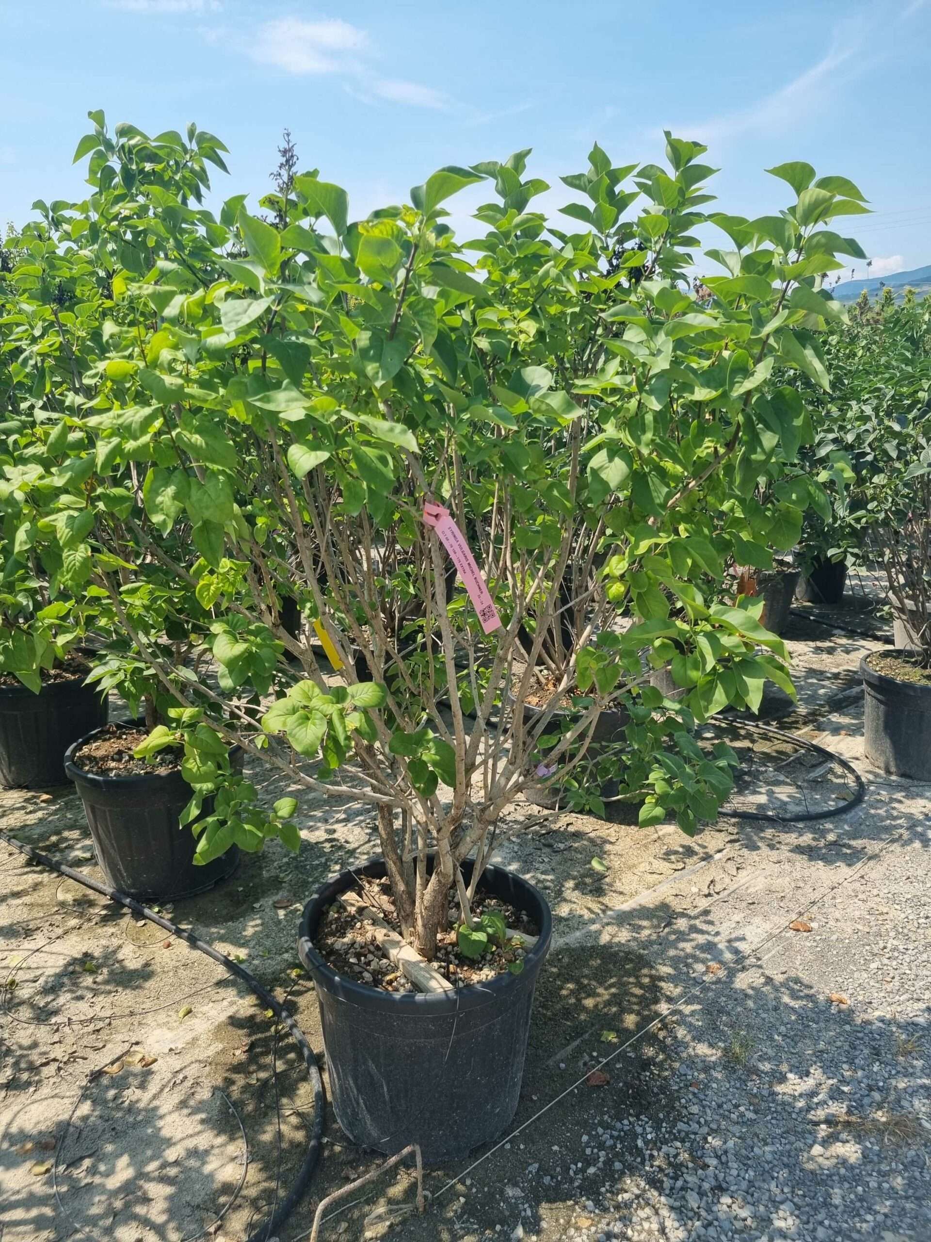 1687871018 scaled 837c6283