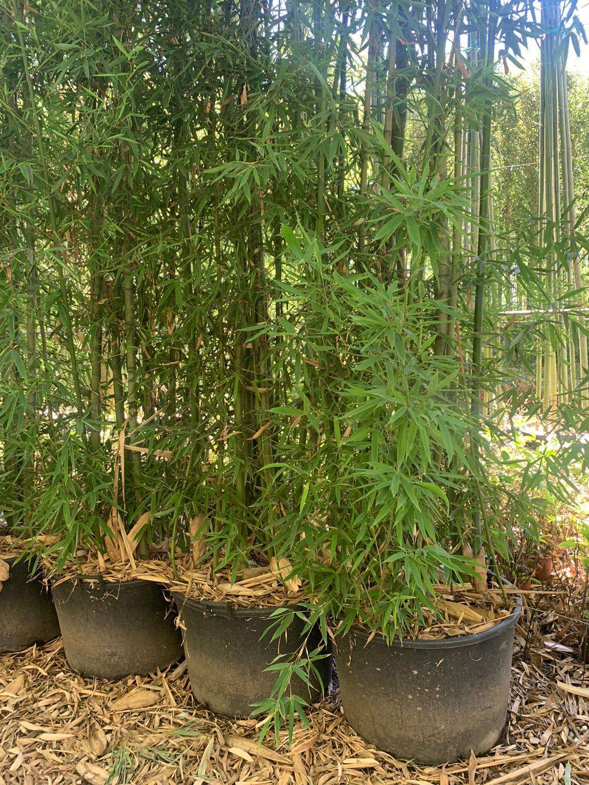 1612437408 phyllostakis aurea 7 7.50 84108586