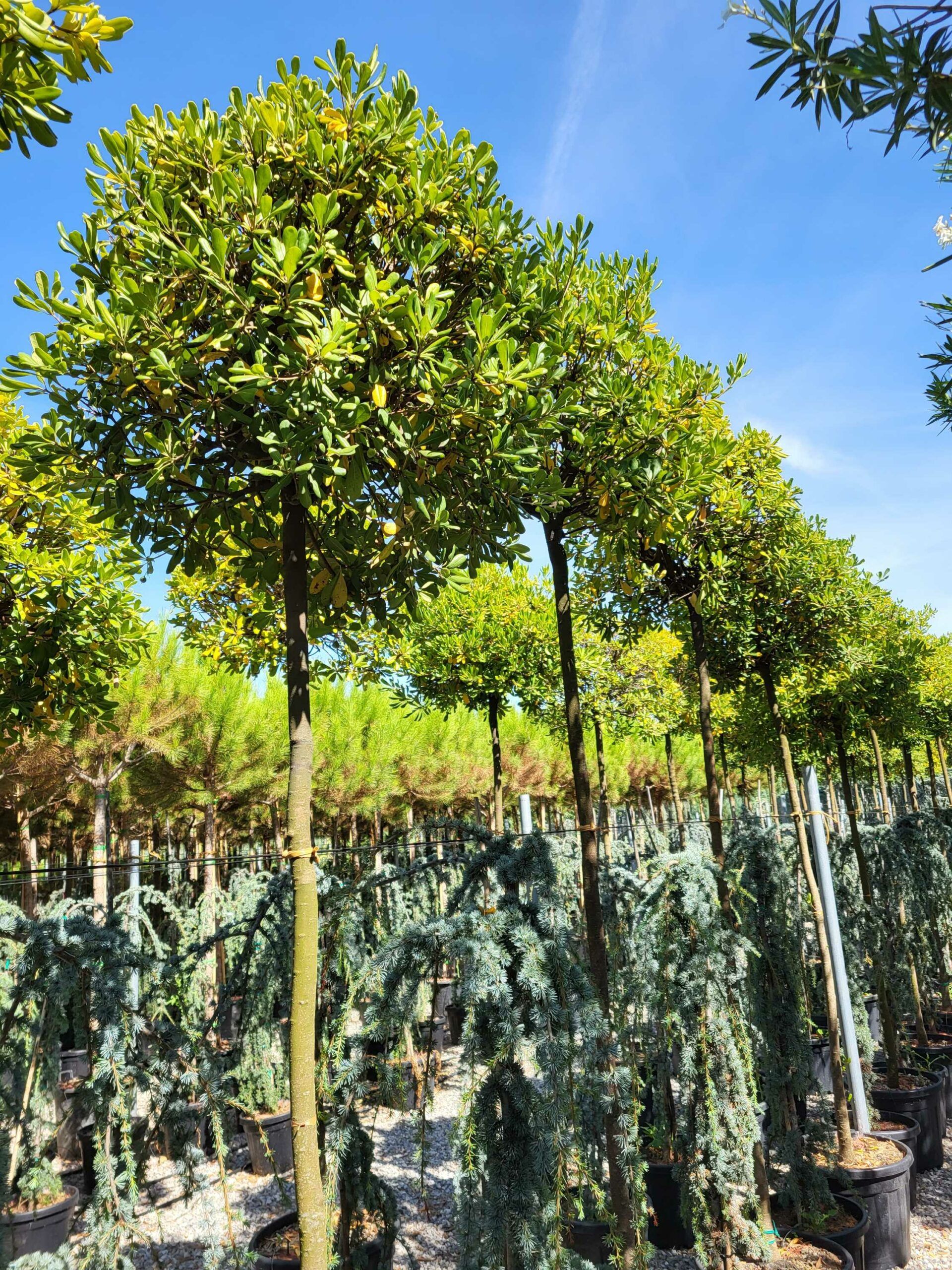 1691570396 scaled 8429c52e