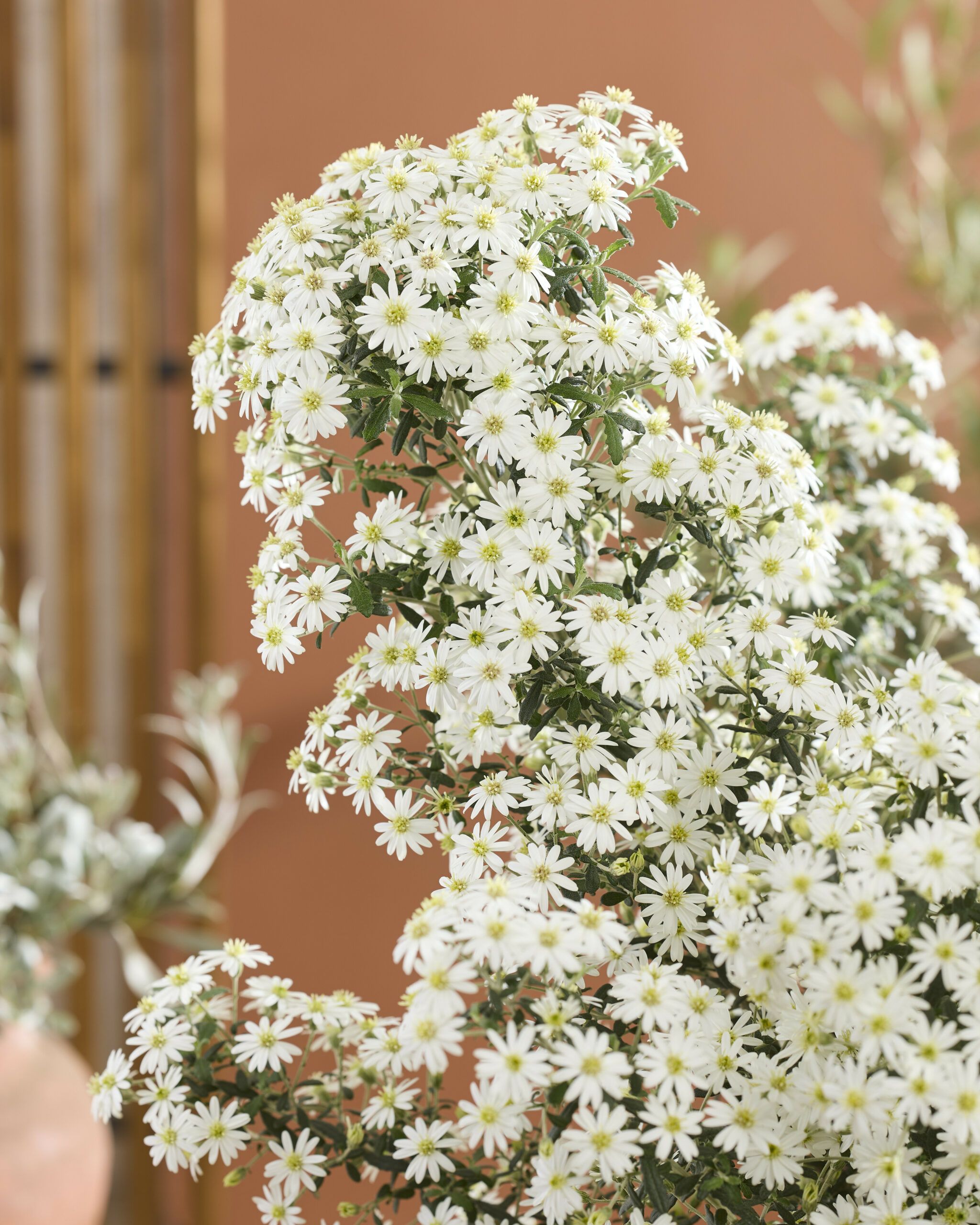 Olearia Spring Bling 35 1 scaled 8425c88b