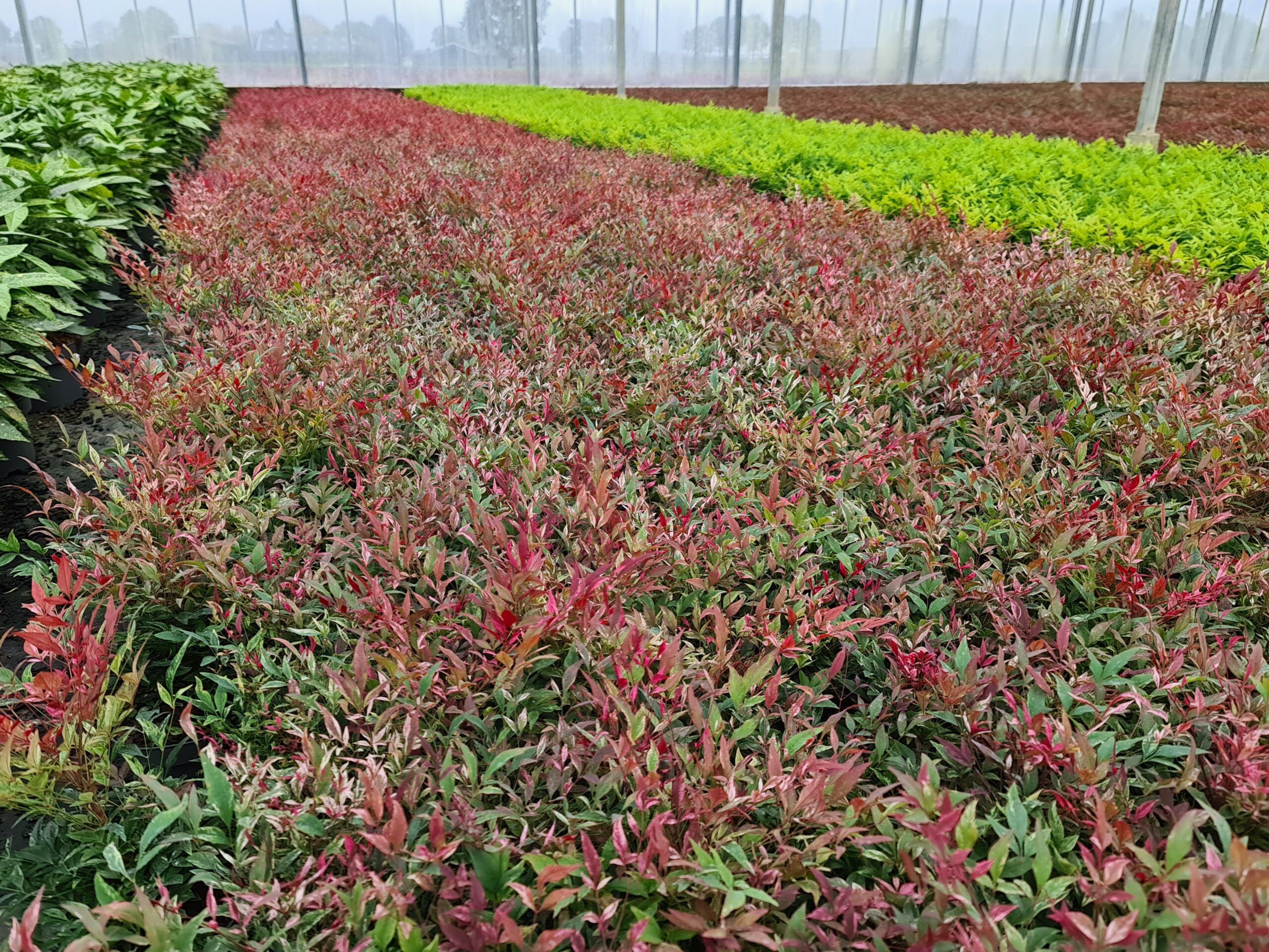 nadreli Nandina Red Light Nursery scaled 841843f6