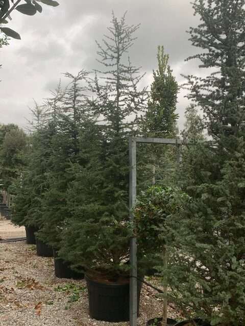 1604124210 rotated 85446329