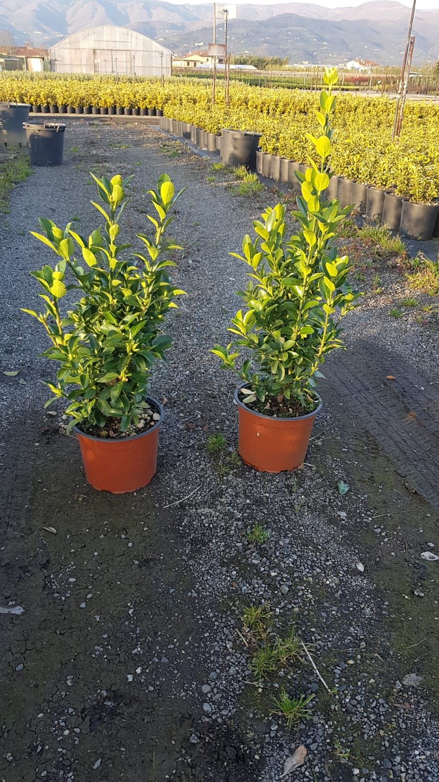 1612338978 euonymus japonicus clt5 850ef81d