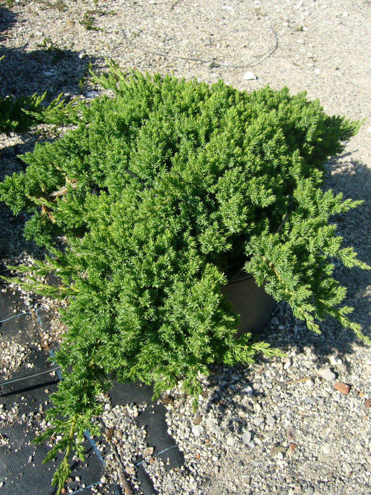 1616692884 JUNIPERUS PROCUMBENS NANA 1 85e53881
