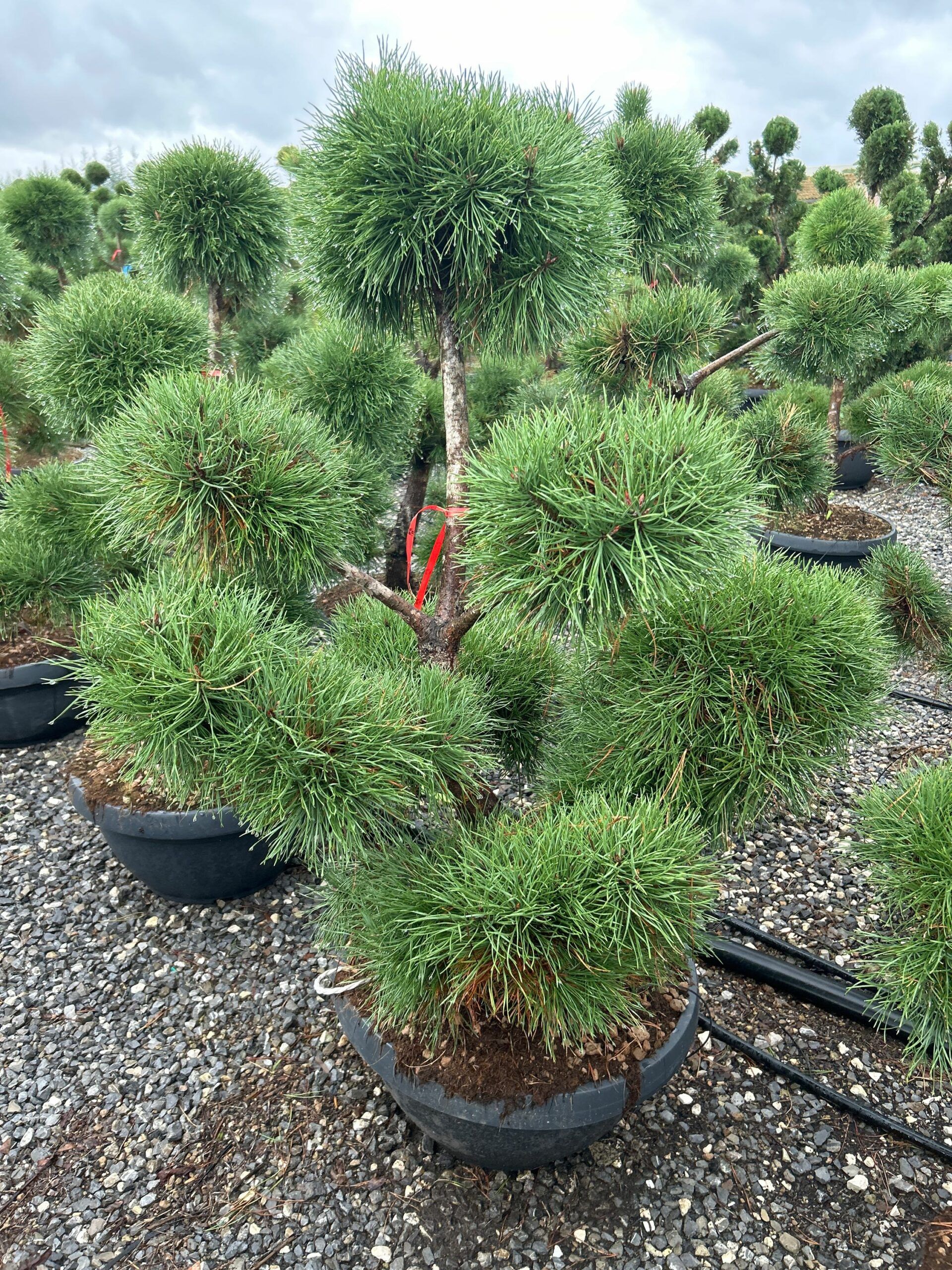 1698158972 scaled 85cdeaca