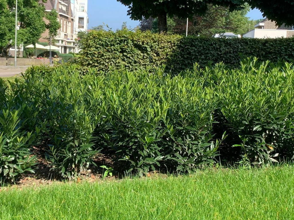 Prunus Otto Supreme 5 85fede8d