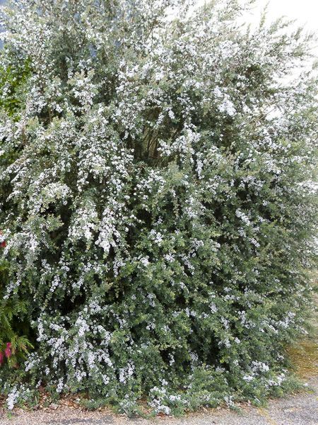 leptospermum silver sheen 2 85081c23
