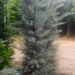 1637252972 Cupressus Ar. Fastigiata 200 250 867fb89d