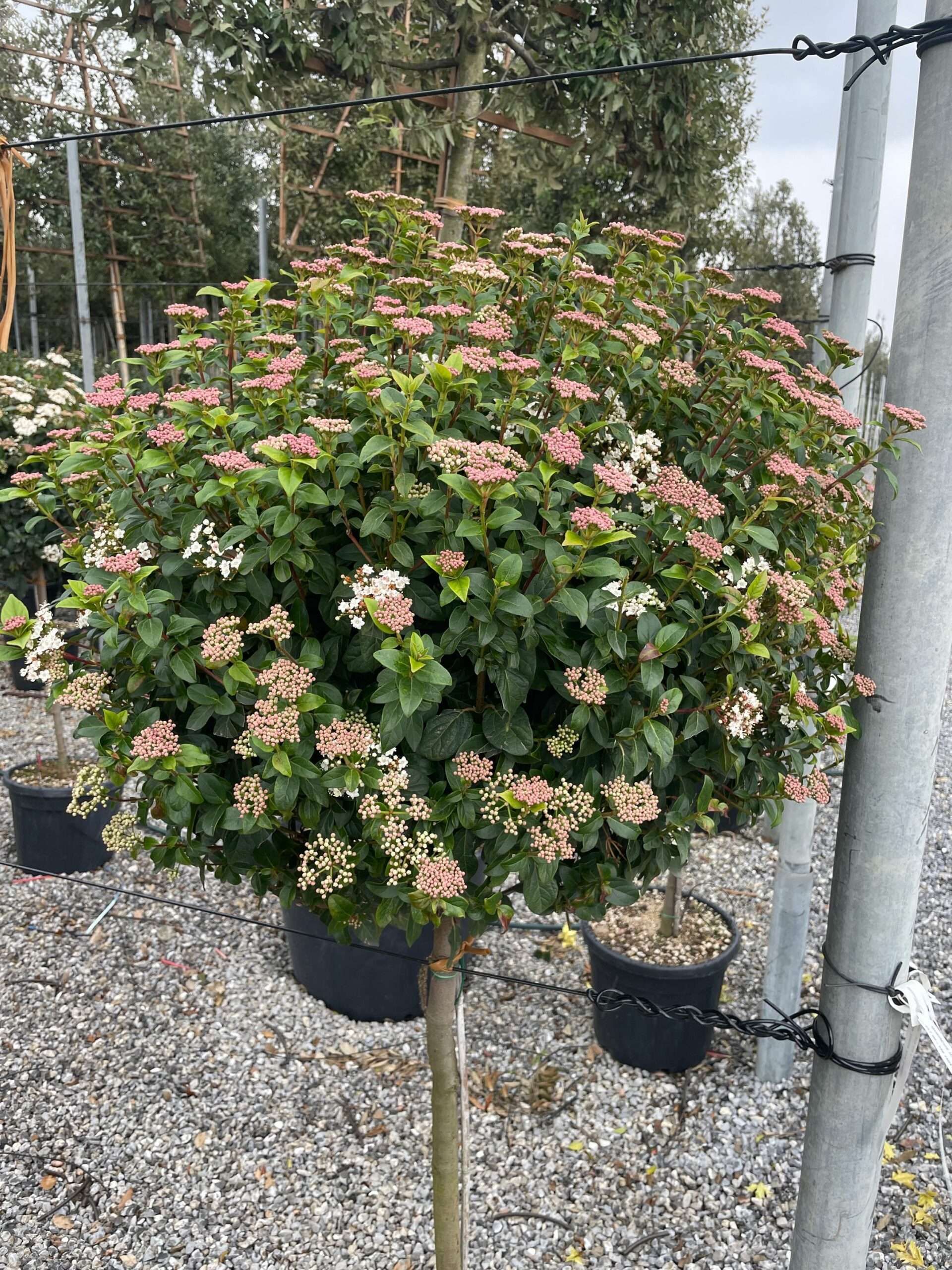 1678195814 scaled 86f53d77