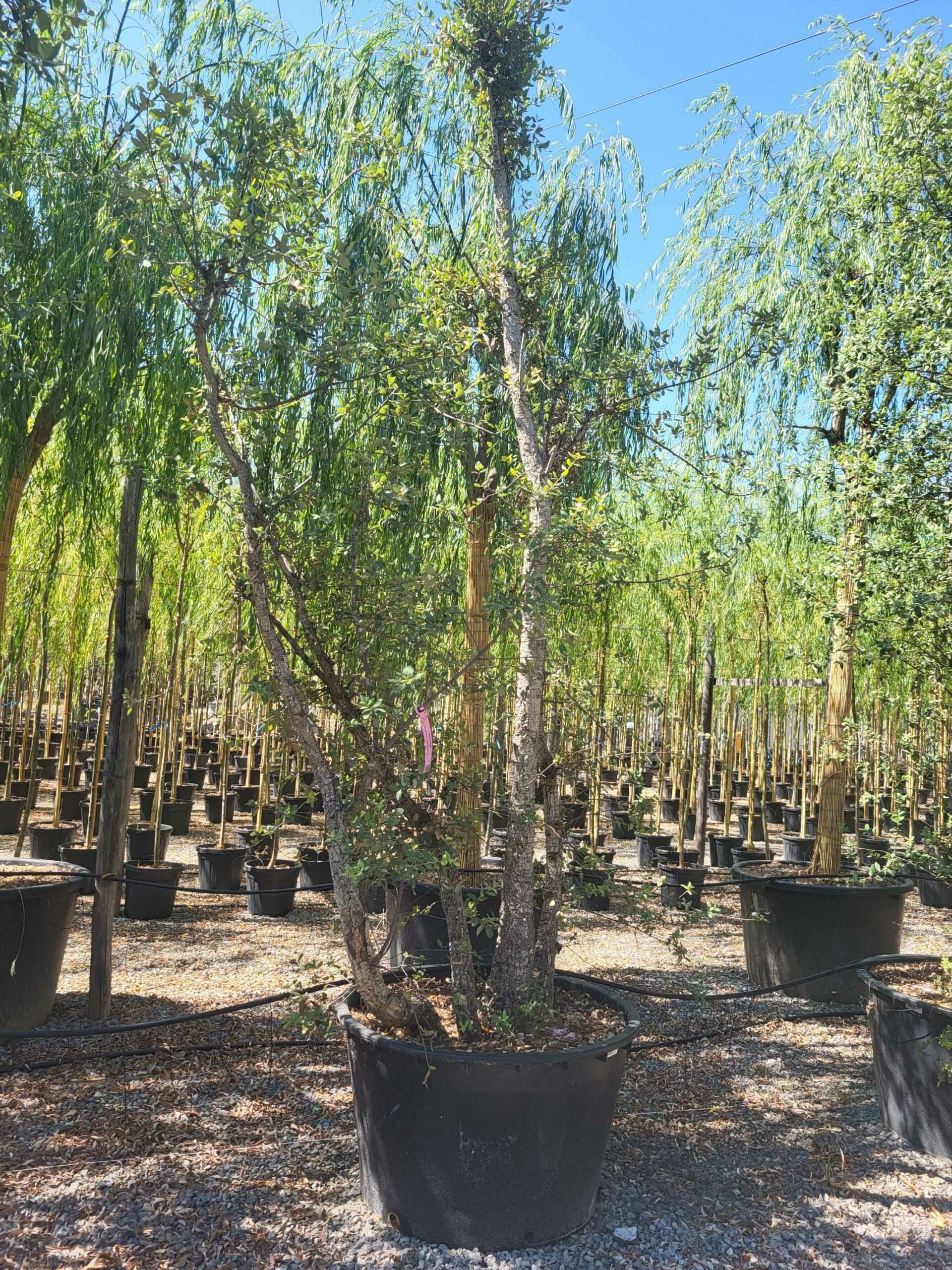 1692708864 scaled 86109e32