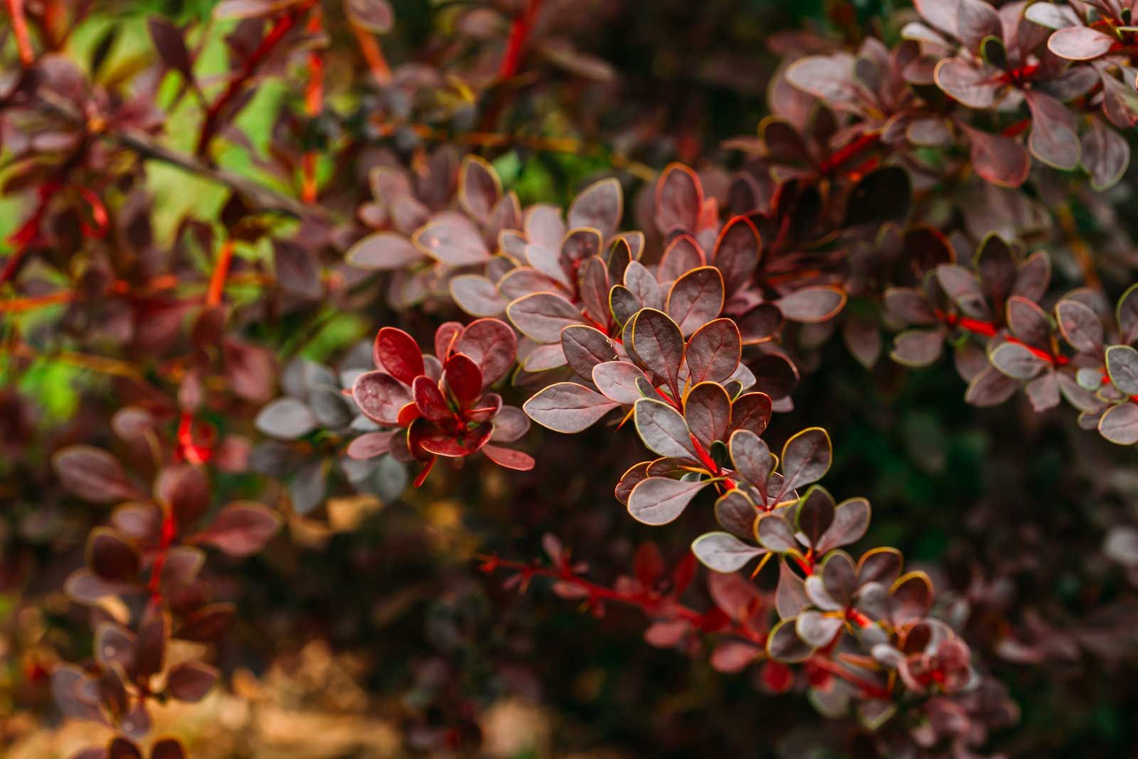 BERBERIS CESPUGLIO PER TUTTE LE STAGIONI