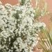 Olearia Spring Bling 38 scaled 876d40ef