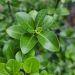 Pittosporum Irish Luck 7 scaled 87374dc7
