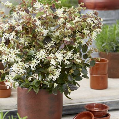 lociwai Loropetalum Ruby Snow Patio3 scaled 874e9aa5