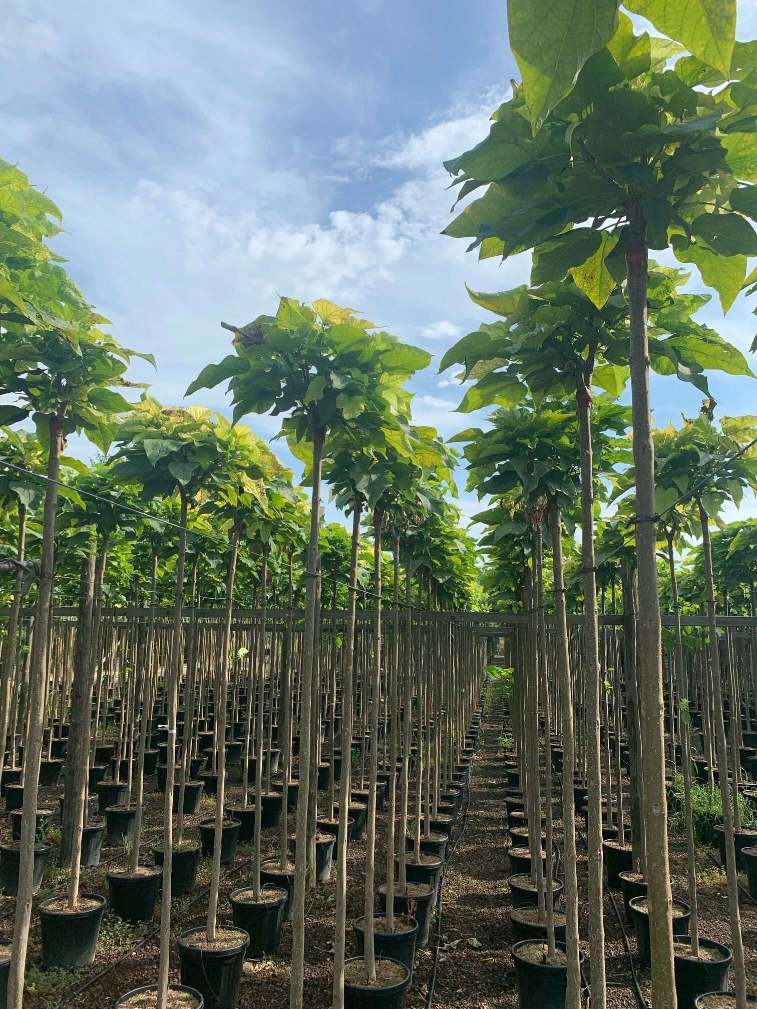 1603097933 rotated 888124aa