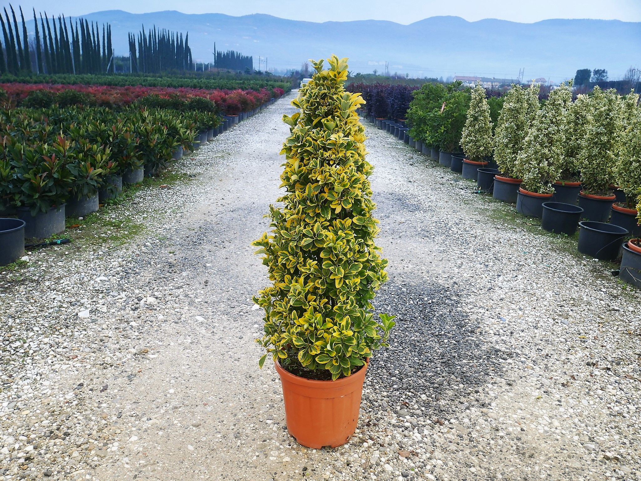 1614165311 3 Euonymus japonicus Eleg. Aureus Clt 18 25 Cone 100 125 38 00 883fa0bd