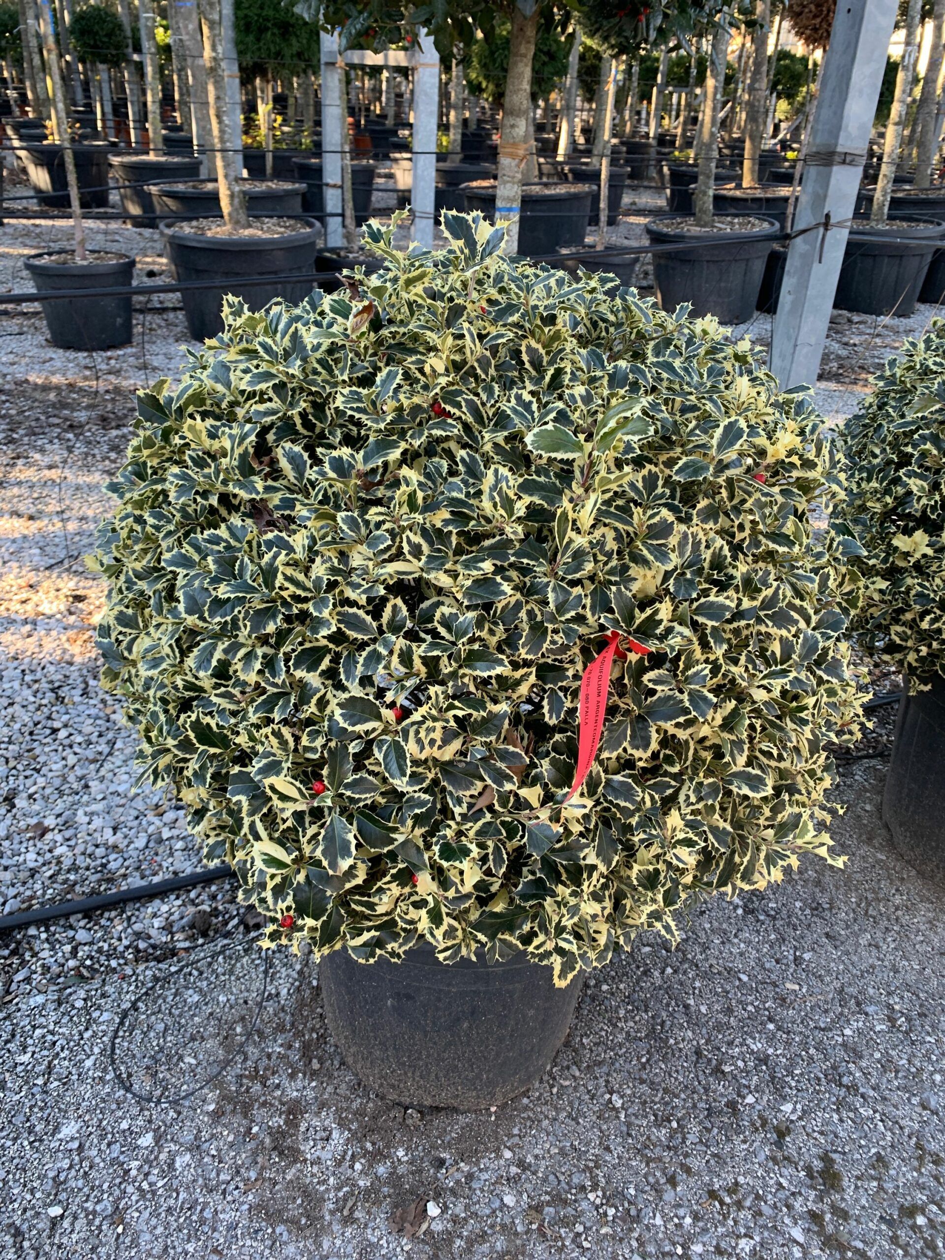 1643725937 scaled 888246c9